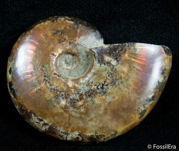Inch Flashy Red Iridescent Ammonite #2585